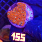 Acanthastrea Neon Red (155)