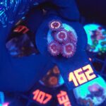 Zoanthus Premum Sonic Flare (162) PREMIUM