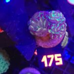 Euphyllia paraancora 2h (175)