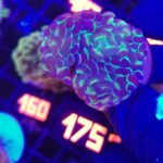 Euphyllia paraancora Purple tip 3h (175)