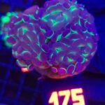 Euphyllia paraancora Purple tip 3h (175)