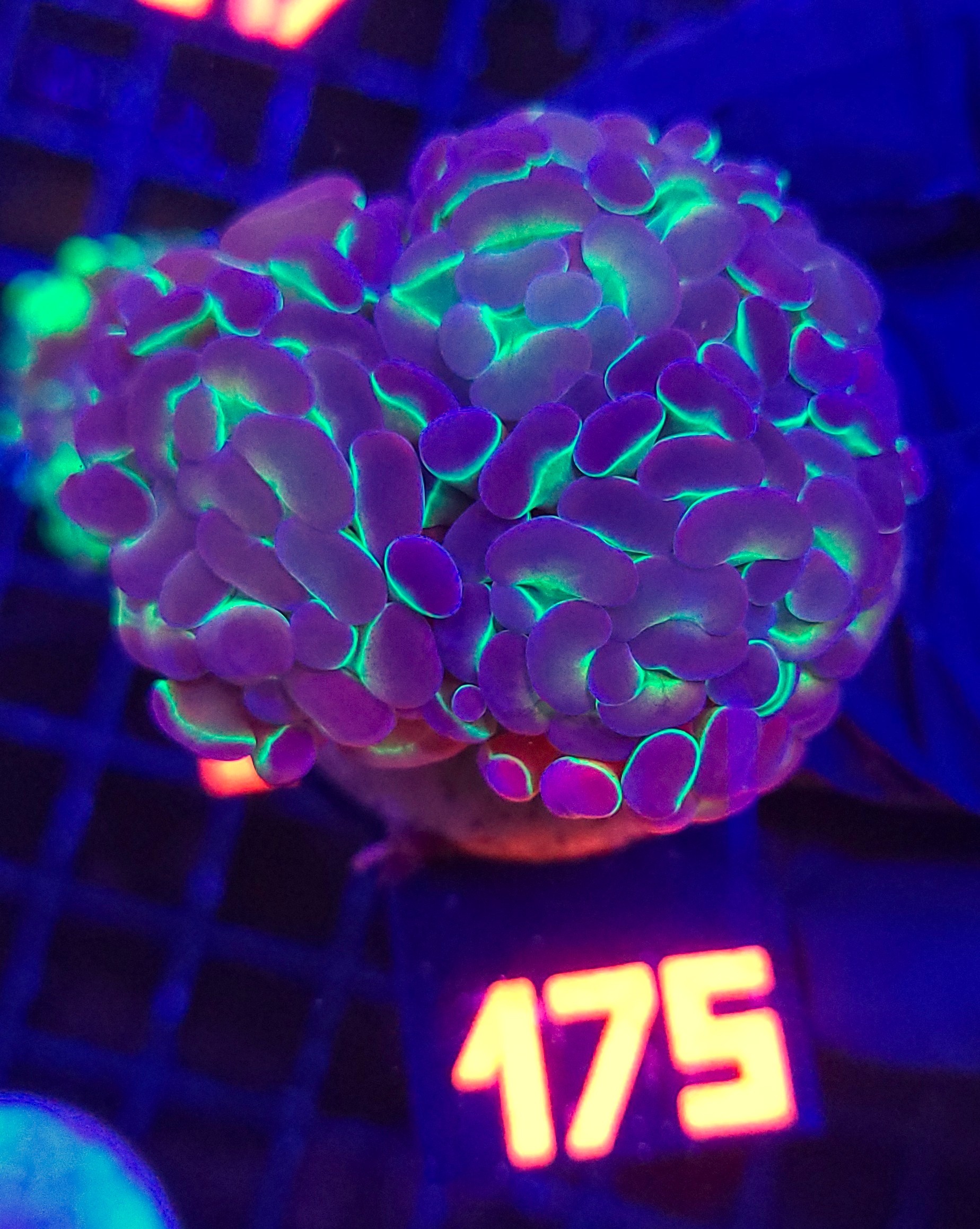 175 Euphyllia paraancora Purple tip 3h (175) - obrazek 1
