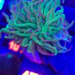 Euphyllia glabrescens cotton candy 1h (186)