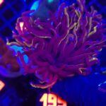 Euphyllia glabrescens Purple Dragon Torch 2h (195)