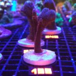 Montipora digitata red (198)