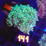 Euphyllia paradivisa green (141)