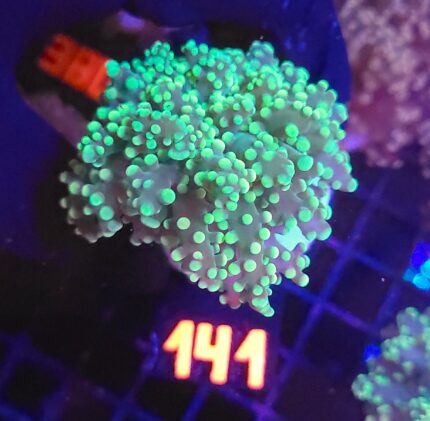 Euphyllia paradivisa green (141)