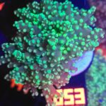 Euphyllia paradivisa green (053)