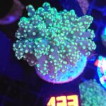 Euphyllia paradivisa green (133)