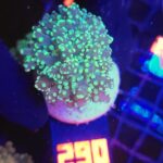 Euphyllia paradivisa green (290)