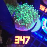 Euphyllia paradivisa green (247)