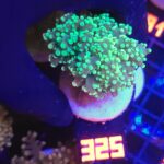 Euphyllia paradivisa green (325)