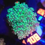 Euphyllia paradivisa green (108)