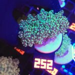 Euphyllia paradivisa green (252)