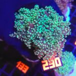 Euphyllia paradivisa green (230)