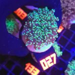 Euphyllia paradivisa green (027)