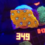 Acanthastrea Honey Gold (349)