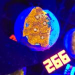Acanthastrea Honey Gold (266)
