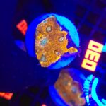 Acanthastrea Honey Gold (030)