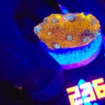 Acanthastrea Honey Gold (236)