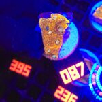 Acanthastrea Honey Gold (087)