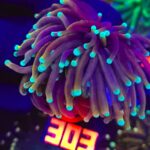 Euphyllia glabrescens Golden Mint Torch 3h (303)
