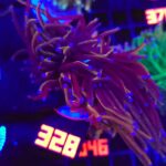 Euphyllia glabrescens Purple Dragon Torch 2h (328)