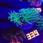 Euphyllia glabrescens cotton candy 2h (339)
