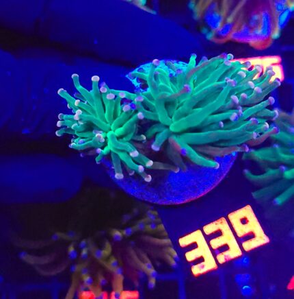 Euphyllia glabrescens cotton candy 2h (339)