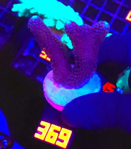 Stylophora pistillata „Milka” (369)