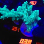 Seriatopora caliendrum (032)