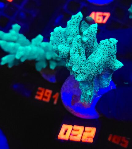 Seriatopora caliendrum (032)