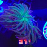 Euphyllia glabrescens 3h (311)