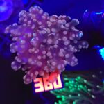 Euphyllia paradivisa purple 1h (380)