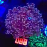 Euphyllia paradivisa purple 2h (088)