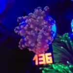 Euphyllia paradivisa purple 1h (136)