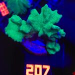 Pavona decussata (207)