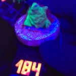 Pavona decussata (184)