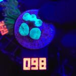 Caulastrea furcata mint (098)