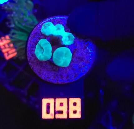 Caulastrea furcata mint (098)