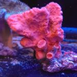 Orange Spiny Sponge (gąbka)