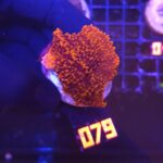 Montipora monasteriata (079)