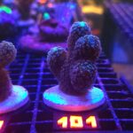 Stylophora pistillata „Milka” (101)