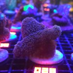 Stylophora pistillata „Milka” (028)