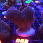 Stylophora pistillata „Milka” (039)