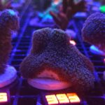 Stylophora pistillata „Milka” (393)