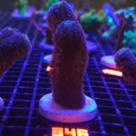 Stylophora pistillata „Milka” (346)