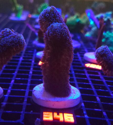 Stylophora pistillata „Milka” (346)