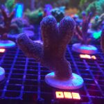 Stylophora pistillata „Milka” (093)