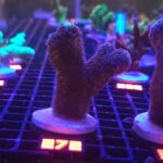 Stylophora pistillata „Milka” (272)